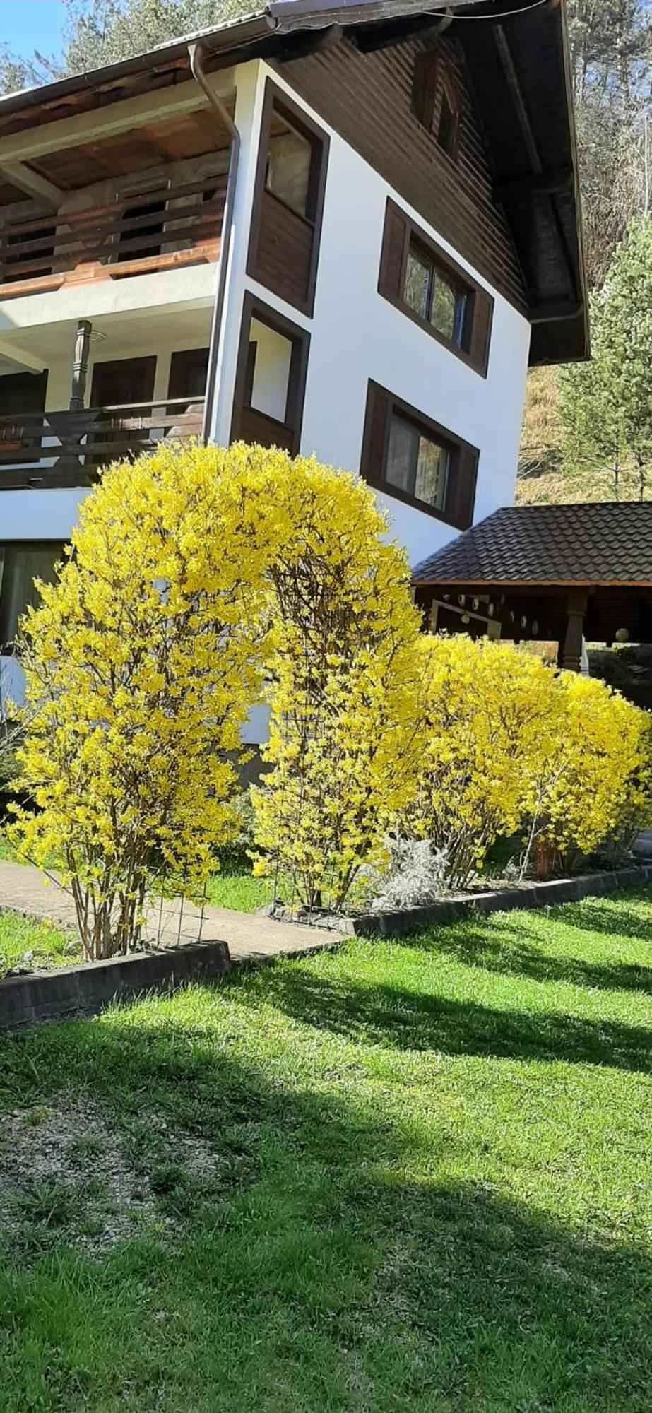 Pensiunea La Rachitele Buitenkant foto